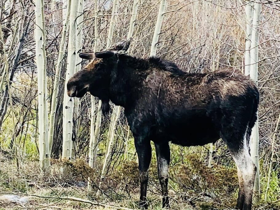 Boulder Best City And Nature With Lake And Trails Pets Ok Екстериор снимка